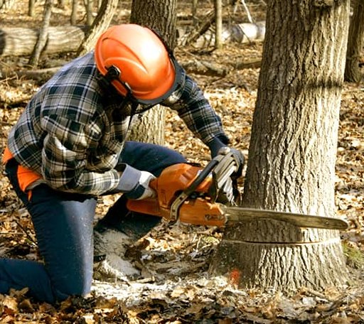 Tree Removal in Collinsville, OK